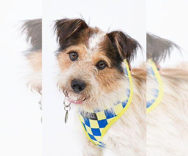 Medium Photo #2 Parson Russell Terrier-Unknown Mix Puppy For Sale in Princeton, MN, USA