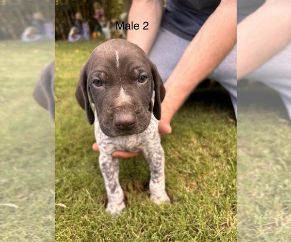 Medium Photo #5 German Shorthaired Pointer Puppy For Sale in VALLEY CENTER, CA, USA