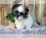 Small #1 Shih Tzu