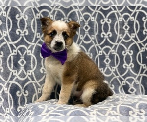 Texas Heeler Dog for Adoption in LAKELAND, Florida USA