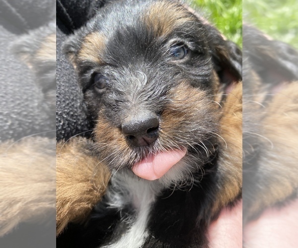 Medium Photo #7 Bernedoodle Puppy For Sale in HARROGATE, TN, USA
