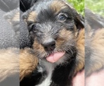 Small Photo #7 Bernedoodle Puppy For Sale in HARROGATE, TN, USA