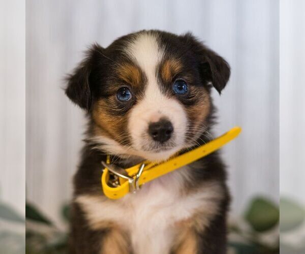 Medium Photo #1 Miniature Australian Shepherd Puppy For Sale in REBERSBURG, PA, USA