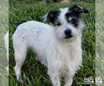 Small Jack Russell Terrier Mix