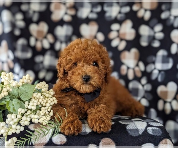 Medium Photo #6 Poodle (Miniature) Puppy For Sale in NEW PROVIDENCE, PA, USA