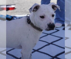 Chihuahua-Unknown Mix Dogs for adoption in Chester, VA, USA