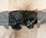 Small #5 Goldendoodle