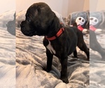 Small #6 Boxer