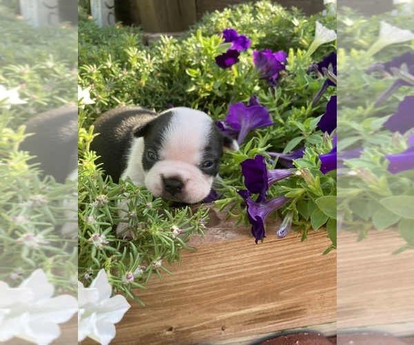 Medium Photo #6 Boston Terrier Puppy For Sale in FREDONIA, KS, USA