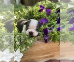 Small #5 Boston Terrier