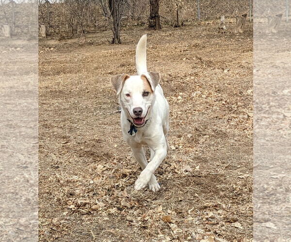 Medium Photo #3 Mutt Puppy For Sale in Aurora, CO, USA