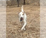 Small #2 Mutt