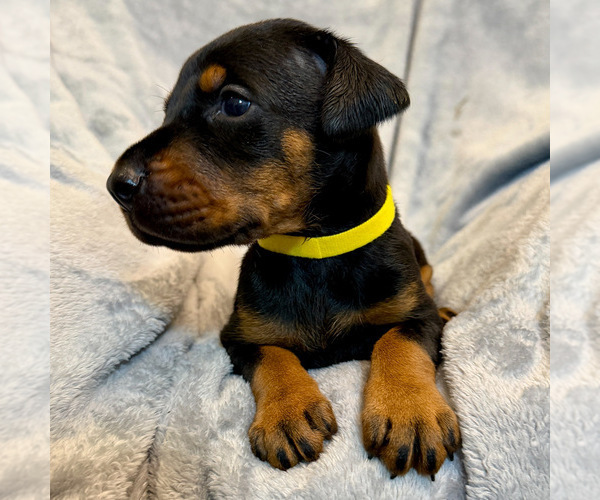 Medium Photo #5 Doberman Pinscher Puppy For Sale in LAKELAND, FL, USA