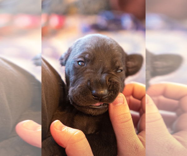 Medium Photo #3 Great Dane Puppy For Sale in KANAB, UT, USA