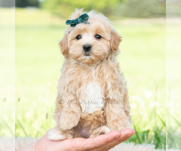 Medium Photo #44 Maltipoo (Toy) Puppy For Sale in WARSAW, IN, USA