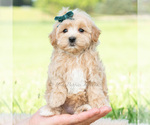 Puppy Buddy Maltipoo (Toy)