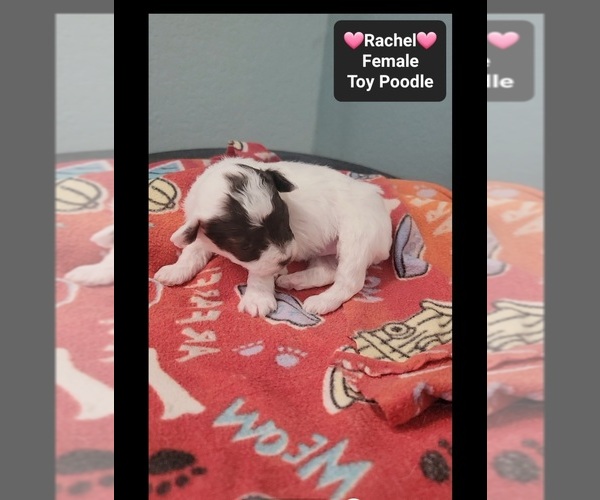 Medium Photo #2 Poodle (Toy) Puppy For Sale in TUCSON, AZ, USA