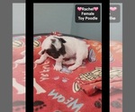 Small #1 Poodle (Toy)
