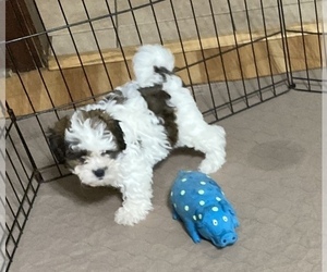 Shih-Poo Puppy for sale in GLOUCESTER, VA, USA