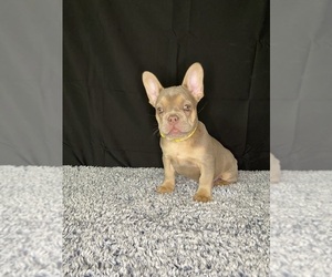 French Bulldog Puppy for sale in MONCKS CORNER, SC, USA