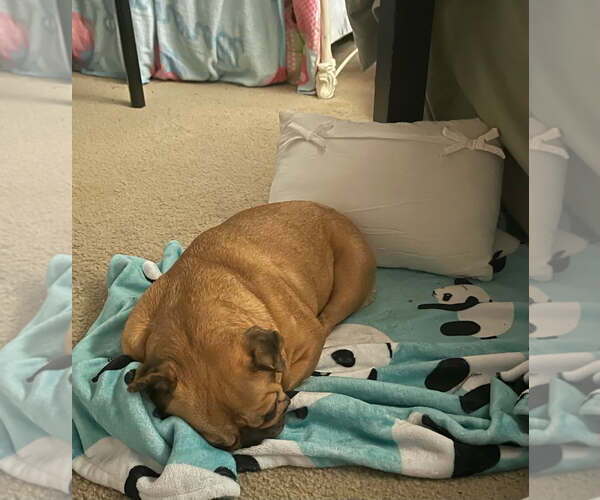 Medium Photo #4 French Bulldog Puppy For Sale in Bandera, TX, USA
