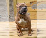 Small #27 Staffordshire Bull Terrier