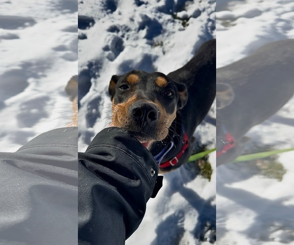 Medium Photo #1 Mutt Puppy For Sale in Plainfield, IL, USA