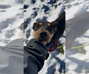 Mutt Dogs for adoption in Plainfield, IL, USA