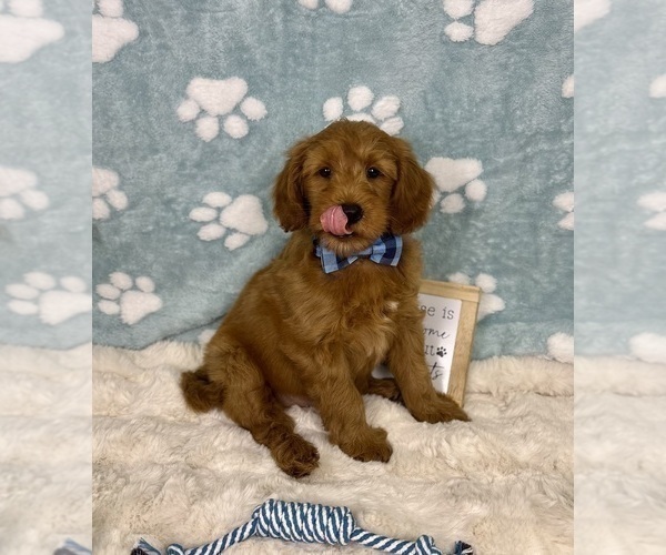 Medium Photo #1 Goldendoodle mix (+ Poodle Miniature) Puppy For Sale in NOBLESVILLE, IN, USA