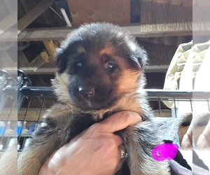 German Shepherd Dog Puppy for sale in CHETEK, WI, USA