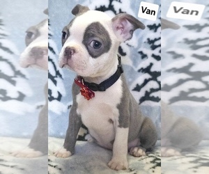 Boston Terrier Puppy for sale in MINERAL WELLS, WV, USA