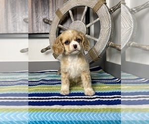 Cocker Spaniel Puppy for sale in FRANKLIN, IN, USA