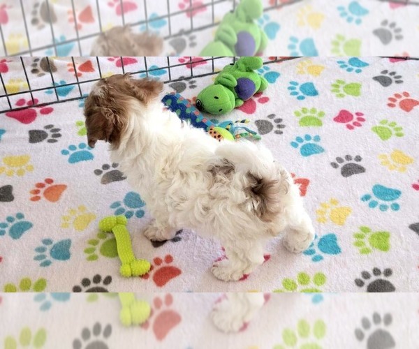 Medium Photo #2 Poovanese Puppy For Sale in ORO VALLEY, AZ, USA