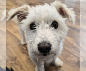 Mutt Dogs for adoption in Pleasanton, CA, USA