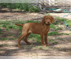 Vizsla Puppy for sale in AMORITA, OK, USA