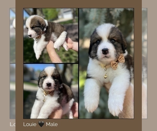 Medium Photo #4 Great Bernese Puppy For Sale in OVERLAND, KS, USA