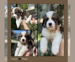 Small Photo #4 Great Bernese Puppy For Sale in OVERLAND, KS, USA