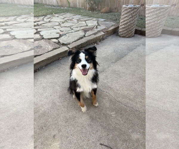 Medium Photo #4 Australian Shepherd Puppy For Sale in Dallas, TX, USA