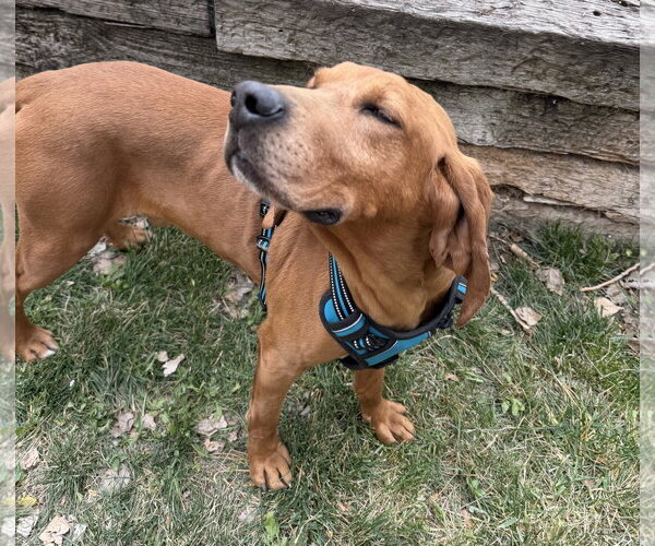 Medium Photo #3 Mutt Puppy For Sale in Sandy, UT, USA