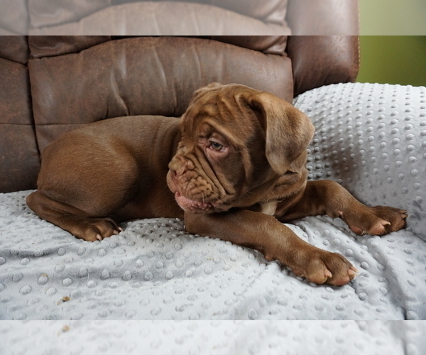 Medium Photo #2 Olde English Bulldogge Puppy For Sale in MURRAY, KY, USA