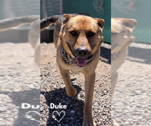 Medium Photo #2 German Shepherd Dog-Unknown Mix Puppy For Sale in Monte Vista, CO, USA