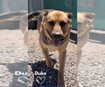 Small Photo #2 German Shepherd Dog-Unknown Mix Puppy For Sale in Monte Vista, CO, USA