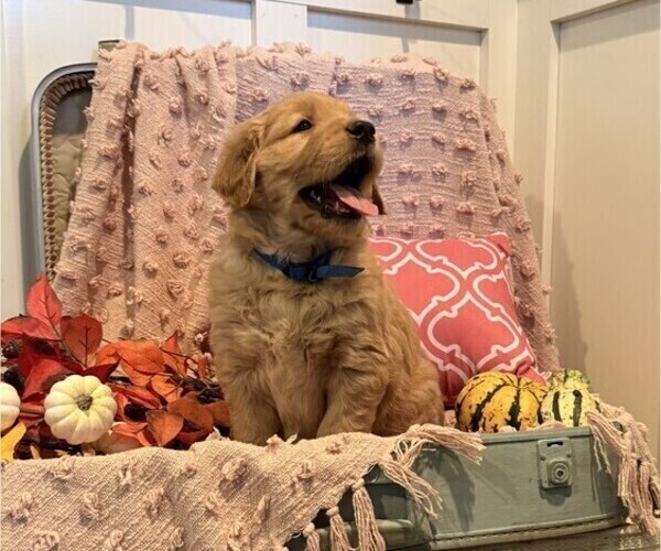 Medium Photo #2 Golden Retriever Puppy For Sale in WILLARD, WI, USA