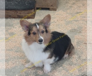 Mother of the Pembroke Welsh Corgi puppies born on 12/11/2022