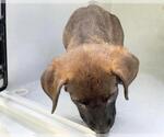 Small Labrador Retriever