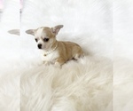 Small #5 Chihuahua