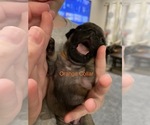 Small Photo #14 Pug Puppy For Sale in SUMTER, SC, USA