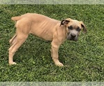 Puppy Puppy 7 Cane Corso