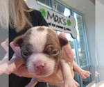 Puppy Lacey Boston Terrier