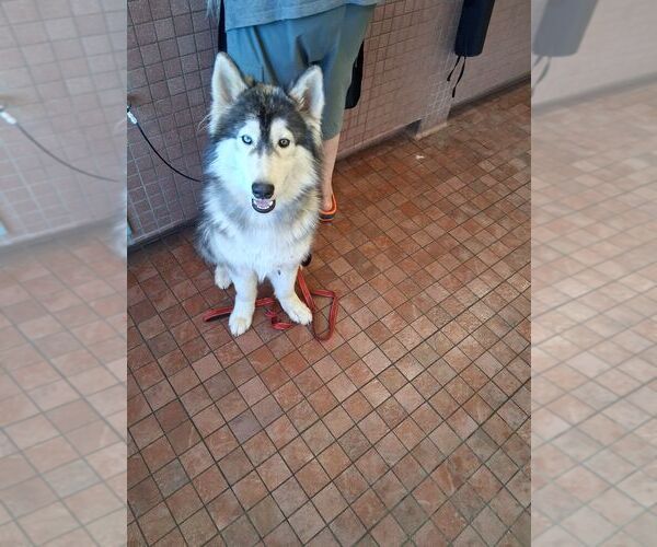 Medium Photo #1 Alaskan Malamute-Unknown Mix Puppy For Sale in Pacific grove , CA, USA